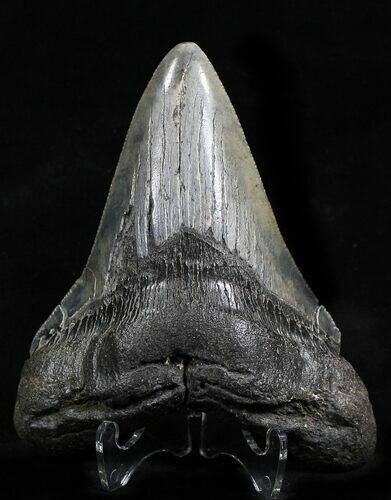 Megalodon Tooth - South Carolina #21970